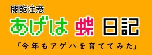 今年もアゲハを育ててみました！※閲覧注意（虫）